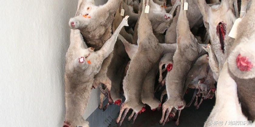 袋鼠可以吃桉树叶吗,袋鼠可以吃番茄吗