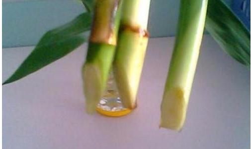 富贵竹拦腰剪断之后多久能发芽,富贵竹长得太高剪断留哪部分