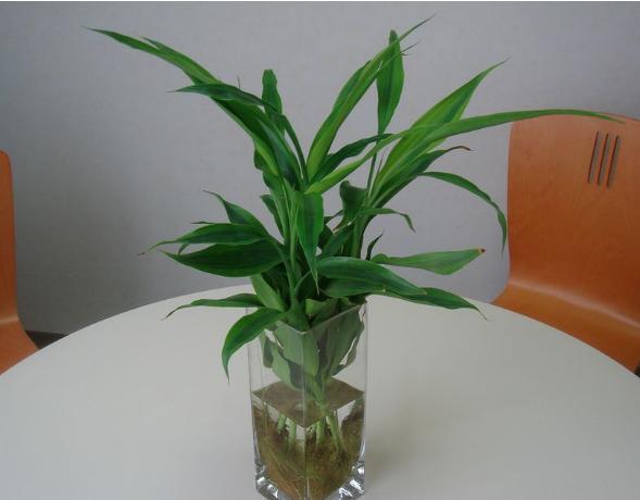 富贵竹拦腰剪断之后多久能发芽,富贵竹长得太高剪断留哪部分