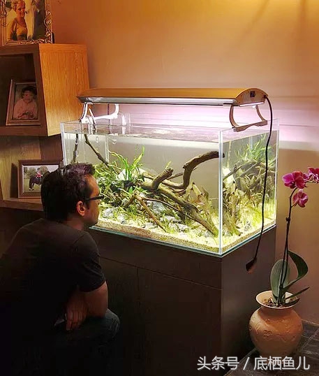 鱼缸有过滤系统为什么水还浑,解决鱼缸水浑最好办法