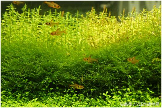 矮珍珠养护注意事项,矮珍珠草坪造景