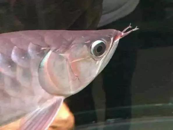 榫欓奔鑳￠』鎹熶激鎬庝箞澶勭悊,榫欓奔鎬庝箞闃叉鑳￠』鎹熶激