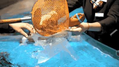 逛水族馆满脑子都是海鲜,水族馆里的海鲜