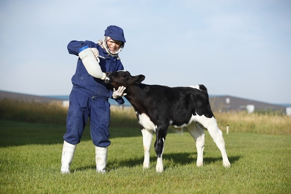 内地人去香港买奶粉，香港人却在买内地奶粉