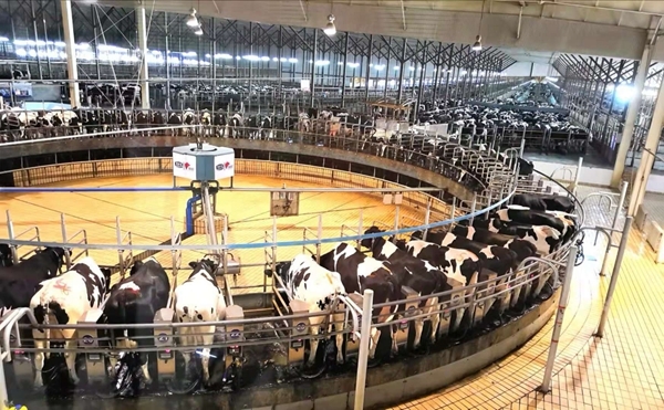 现在大陆人在香港买奶粉有限制吗,现在还有多少人去香港买奶粉