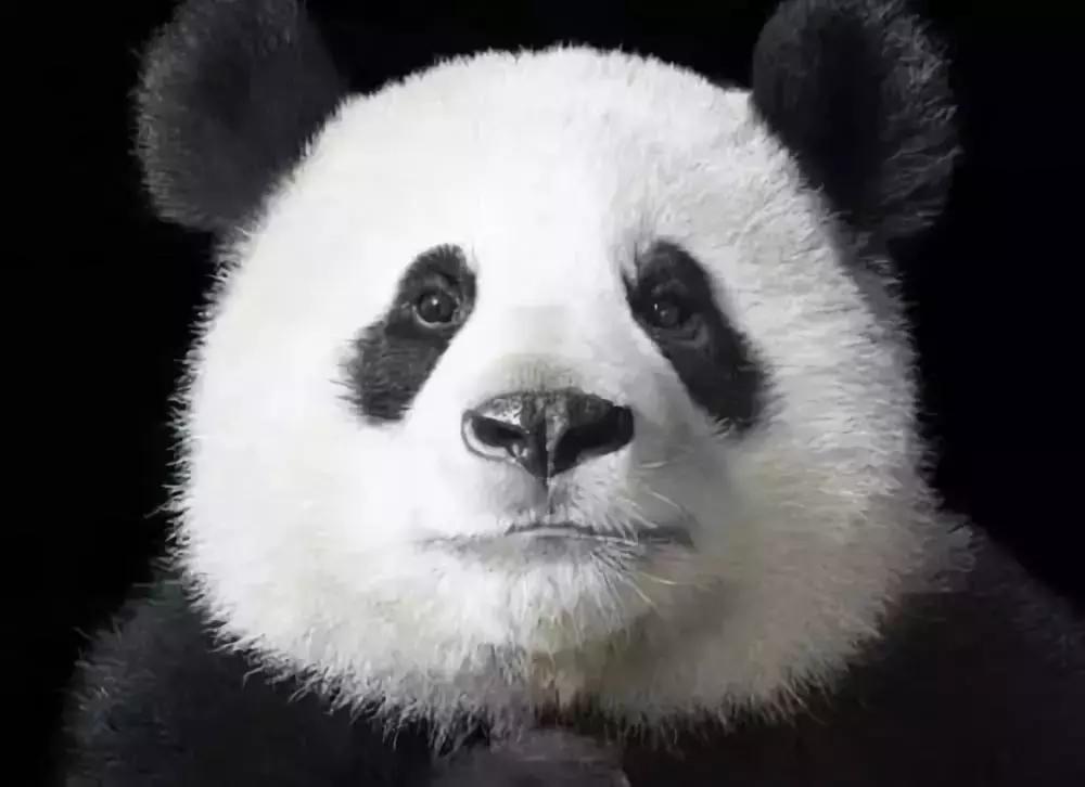 伊利君乐宝飞鹤三元,飞鹤与君乐宝纯牛奶