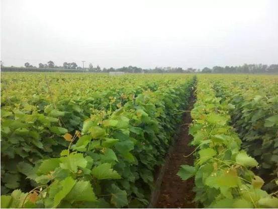 这种蓝宝石葡萄，又叫月光之泪（moondrops），你吃过吗