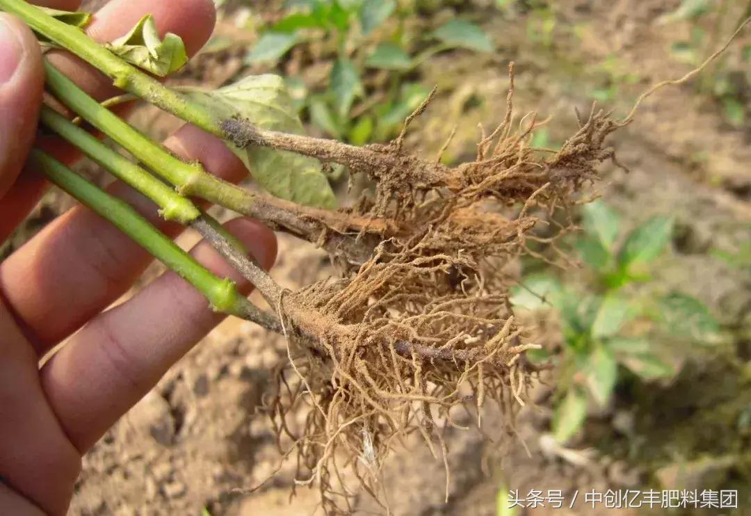 蔬菜浇水过多死苗怎么补救,蔬菜死苗腐烂用什么药