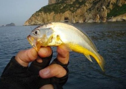 钓黄花鱼视频大全,钓野生黄花鱼用几号钩