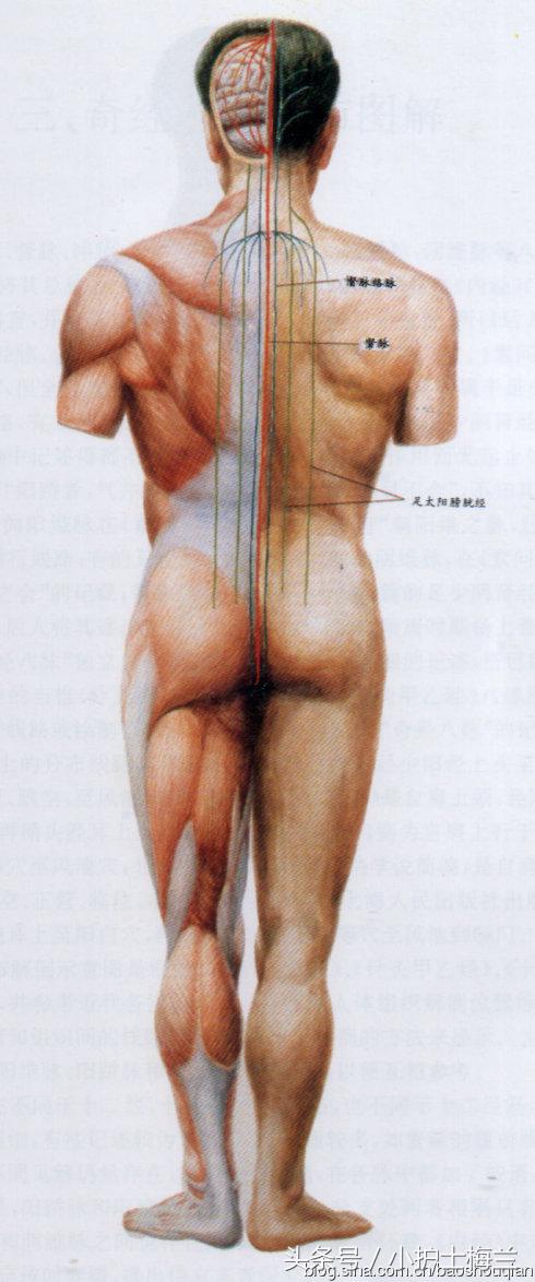任督二脉功法图,真气打通任督二脉图解