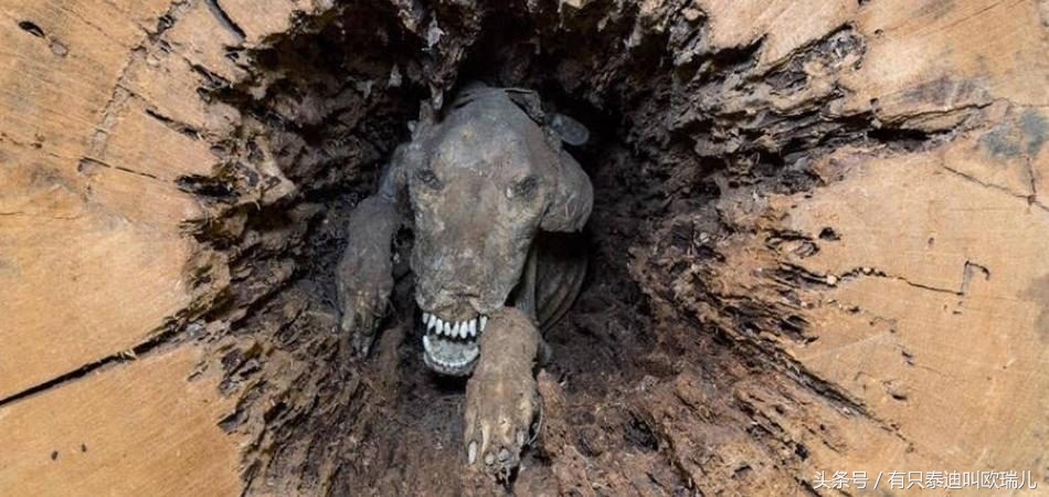 男子砍树发现一只小狗被困50年,伐木工人砍树梯子倒了后续