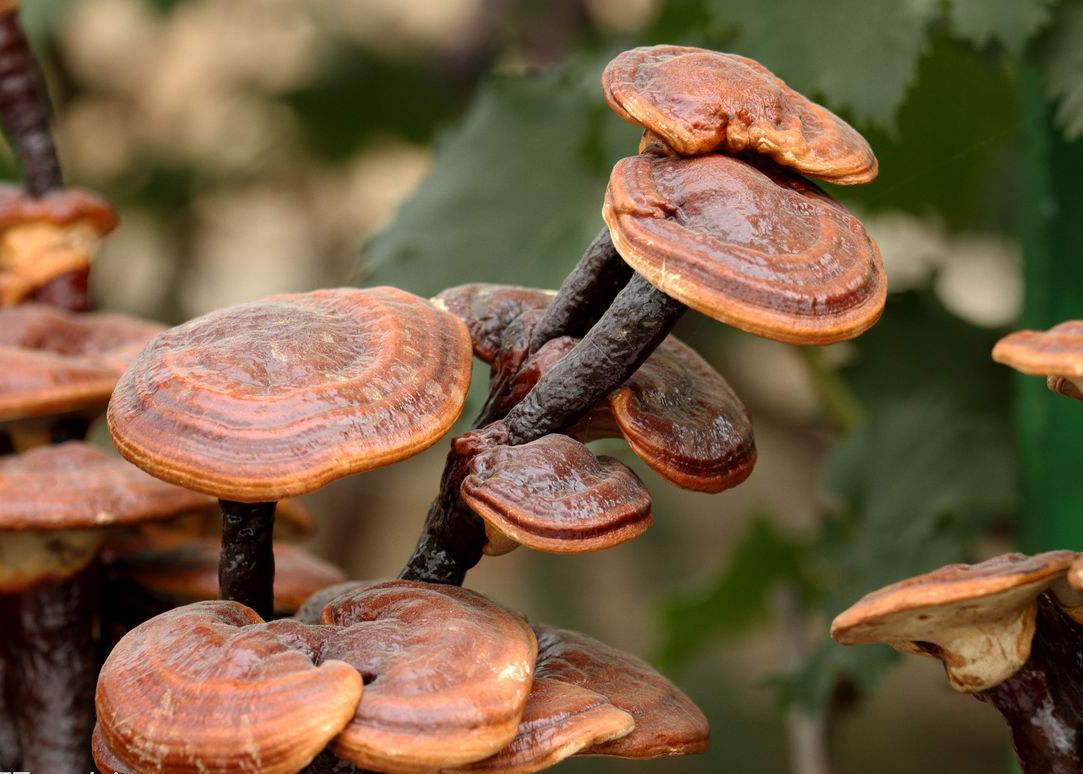 笠翁对韵四支第二段逐句解析,笠翁对韵四支的逐句解释