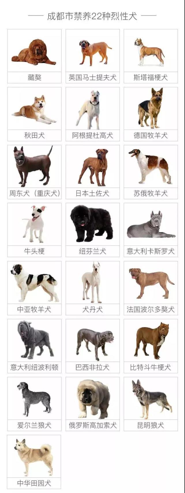 狗主人携禁养犬上街,养犬管理规定48种禁养犬