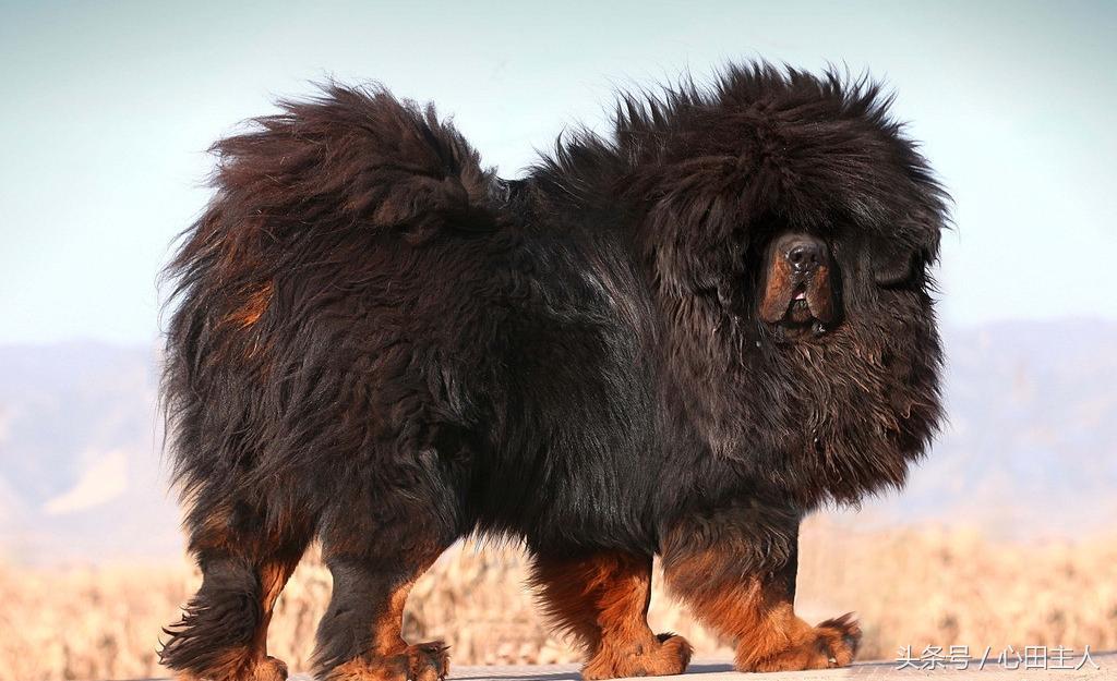 中国名犬,中国有什么名犬