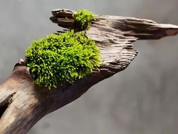 盆景十二技法图片讲解榕树,盆景十二技一法口诀