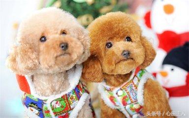 家养泰迪都是什么品种,常见家养宠物犬大全