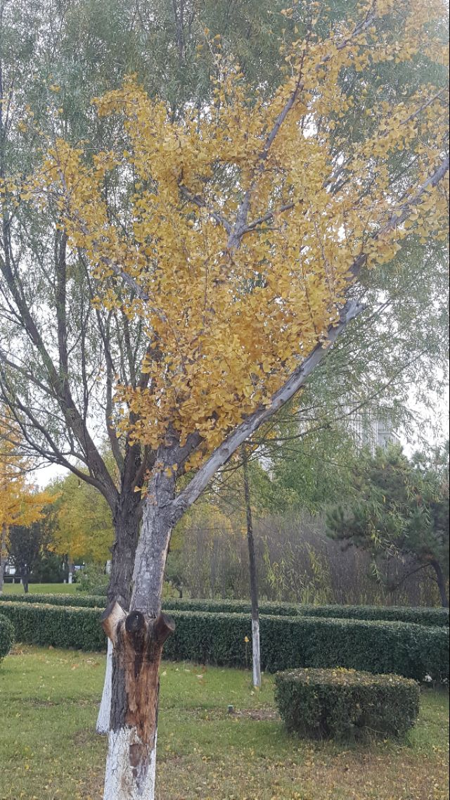 华为mate20pro现在还能买吗,华为mate20pro还可以入手吗