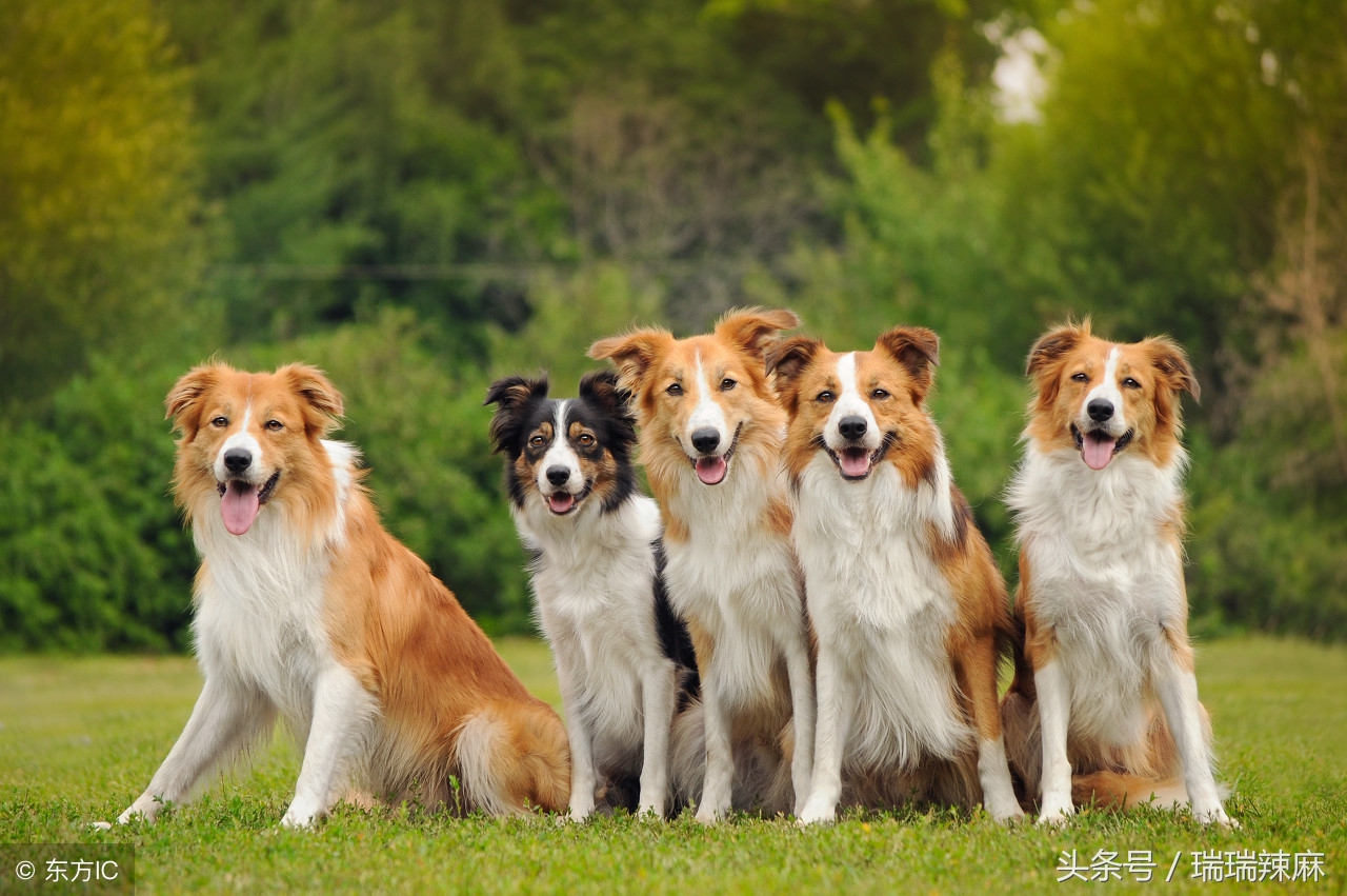 什么药对狗癣最有效果，狗长癣怎么治用什么药好？