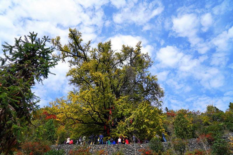 到安康白河县东坡村赶集 游客抢购山货 赏千年银杏 品乡村美食