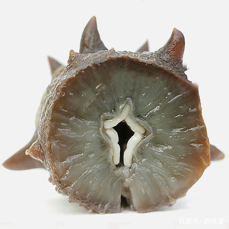 野生干海参鉴别三招,干海参的食用方法及禁忌和副作用