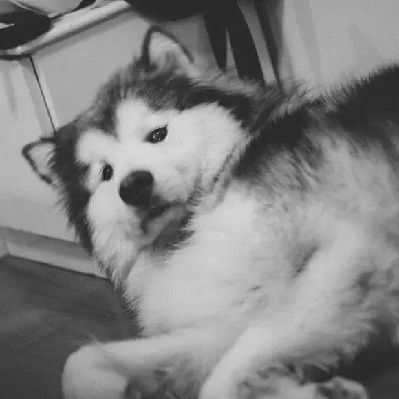 阿拉斯加肥胖的影响,阿拉斯加过于肥胖