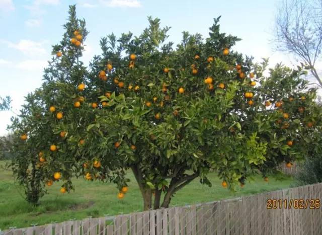 庭院风水知识简单通俗解释,农村庭院风水知识大全