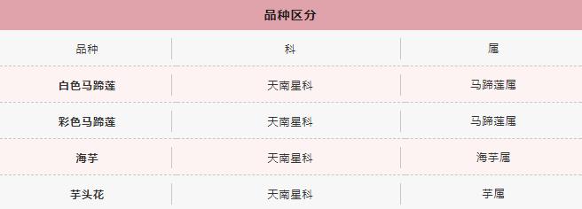 马蹄莲和海芋哪个贵,海芋和马蹄莲区别是什么