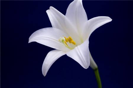 盆栽百合花如何种植视频播放,盆栽百合花的种植方法