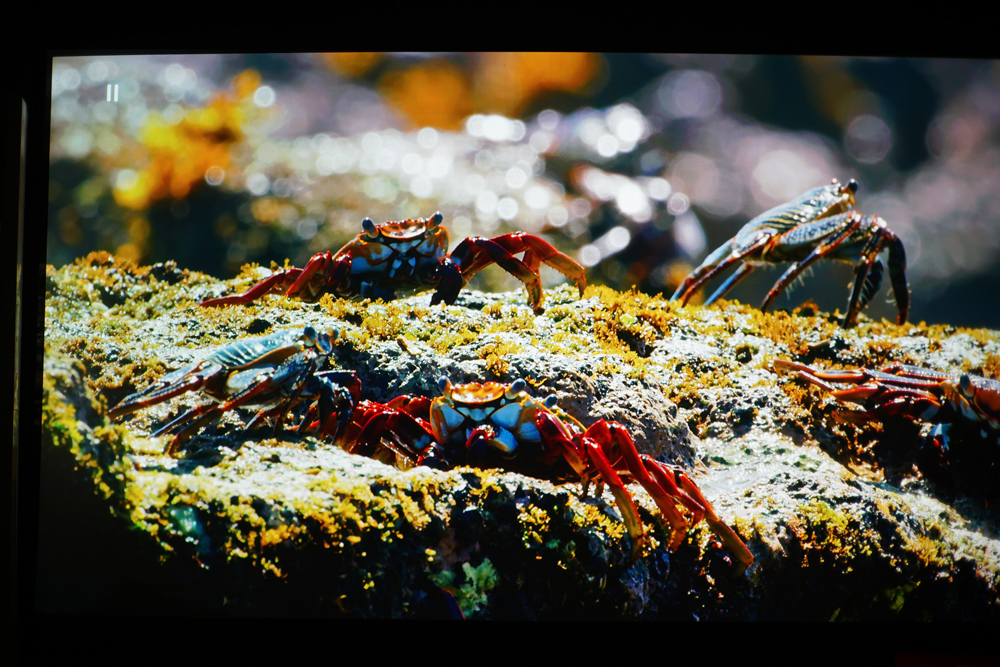 明基最高端的投影,明基最高端投影仪