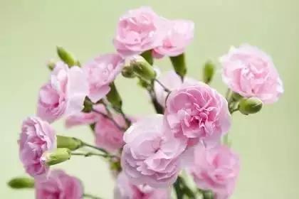 什么花朵的花语是救赎的花语,花语大全花的数量