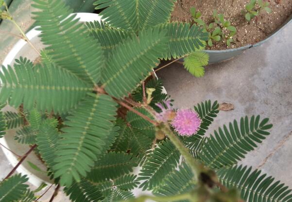 含羞草能过冬吗明年还能发芽吗,含羞草开花后会死吗