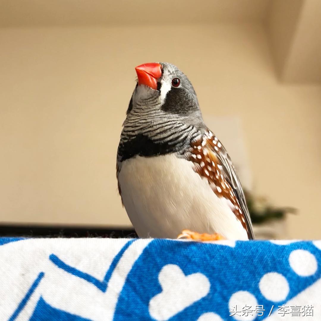 新手主人只要注意这些，就能跟天生胆小谨慎的珍珠鸟搞好关系啦！