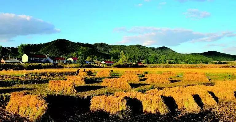 吉粳511和吉粳81,吉粳511多少钱一斤