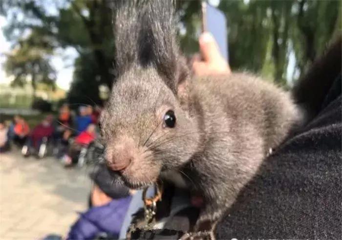 孤独老人养什么宠物,孤独老人养一只鹅作伴