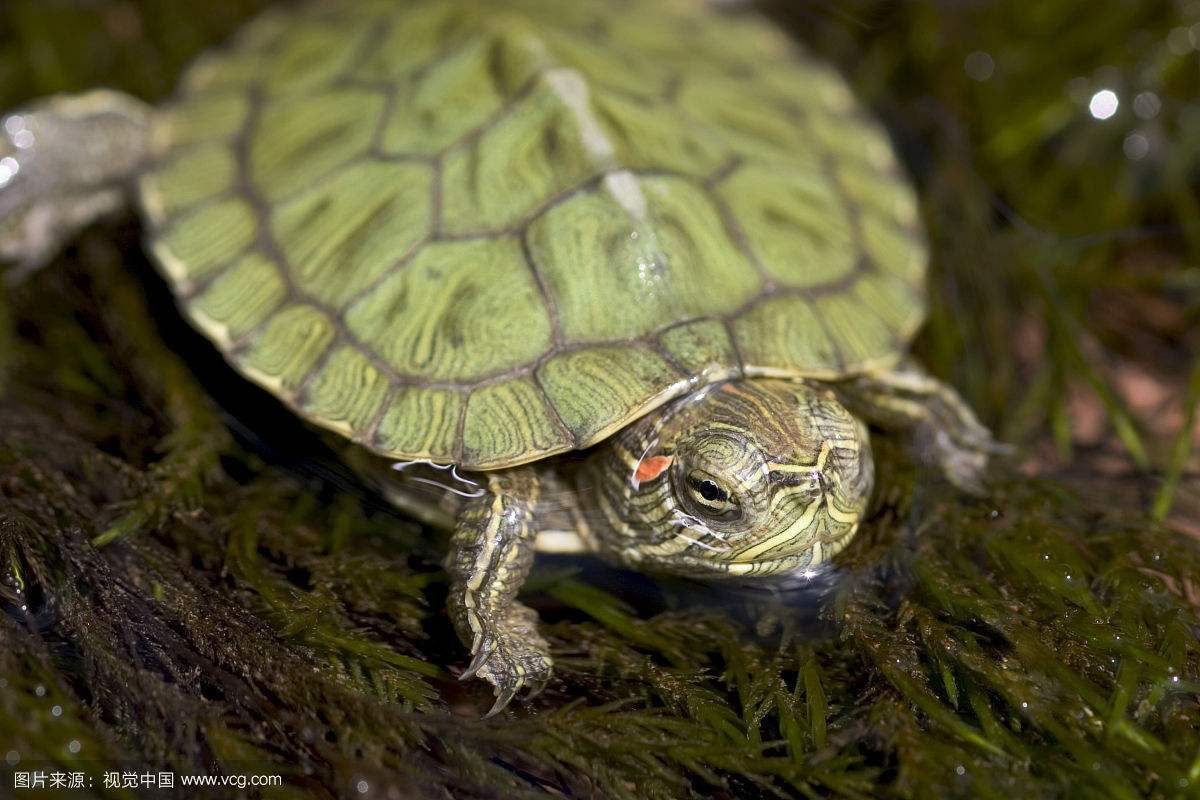 养龟如何不得白眼病,龟有白眼病要一直干养吗