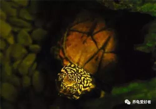 龟突然死亡是怎么回事,龟突然死了