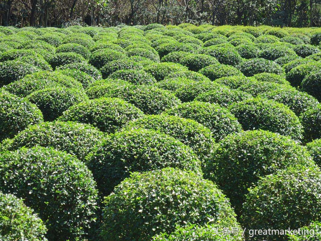 病毒传播行为,病毒感染支付宝