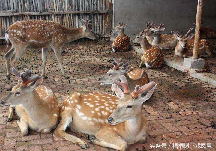 野生鹿的血有什么功效,中国人为什么会迷信食物功效