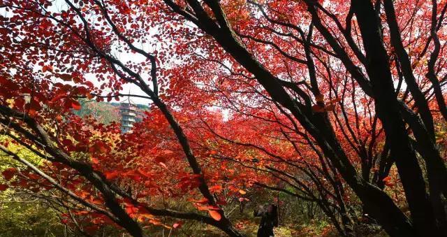 济南红叶谷在济南什么位置,山东济南红叶谷秋色