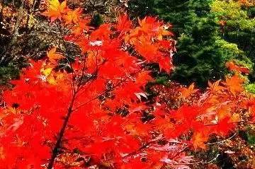 济南红叶谷在济南什么位置,山东济南红叶谷秋色