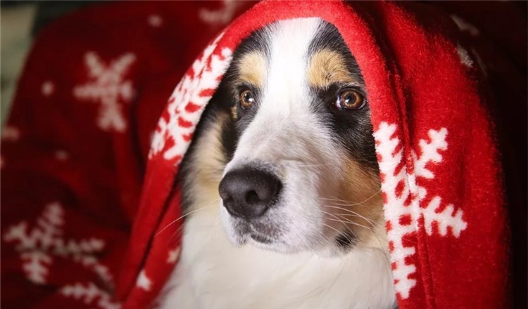 狗狗泪痕造成的变色毛发怎么解决,狗狗泪痕用氯霉素好还是红霉素好