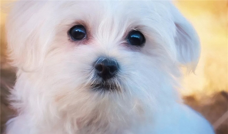 狗狗泪痕造成的变色毛发怎么解决,狗狗泪痕用氯霉素好还是红霉素好