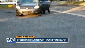 狗狗失踪2年重聚完整版,狗狗失踪两天还找得回来吗