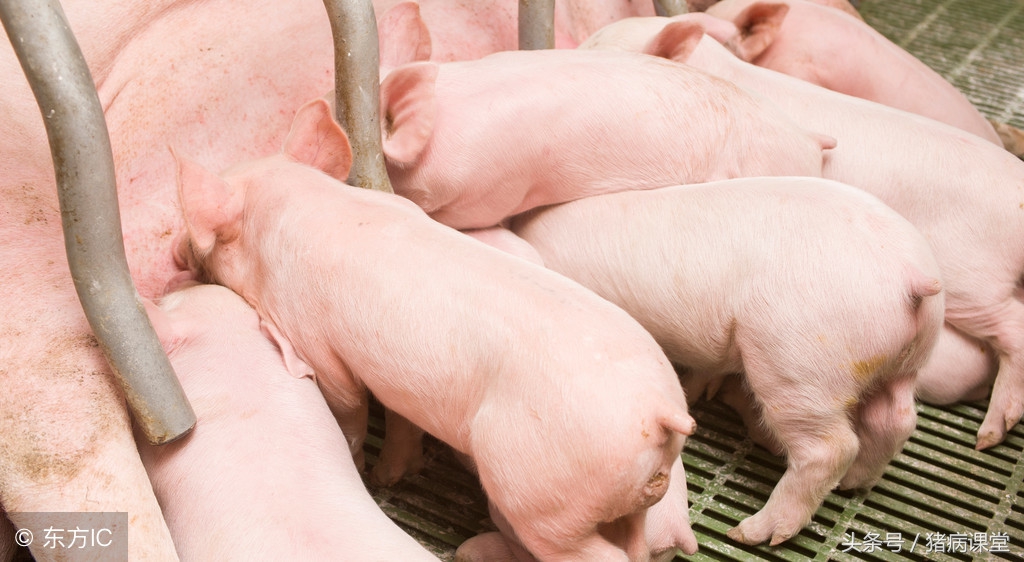 后备母猪和空怀母猪,母猪早期妊娠判断的方法