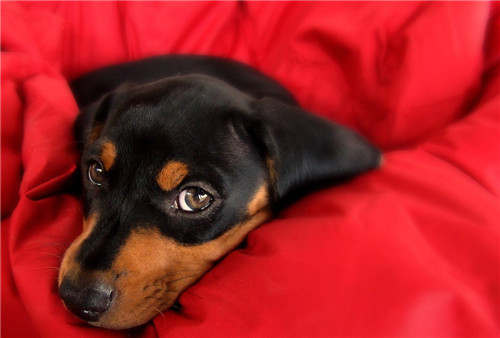 犬瘟热中兽医辨证论治,犬瘟热后遗症中兽医治疗