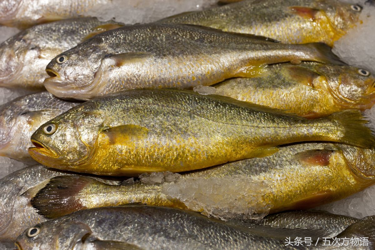 青岛海鱼品种大全及图片,青岛好吃的海鱼有哪些