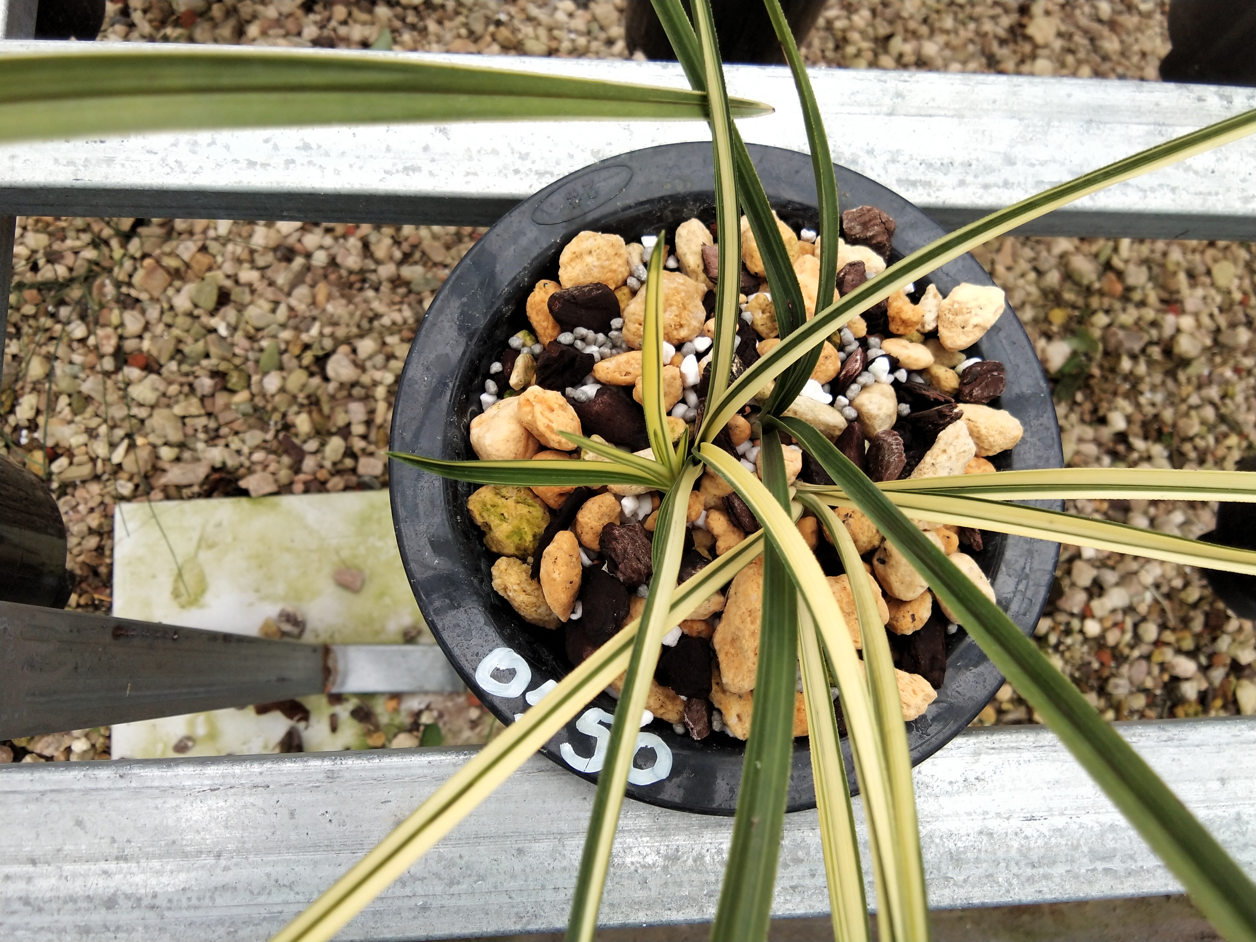 金边线艺兰怎么养才能旺盛,兰花艺兰管理技术