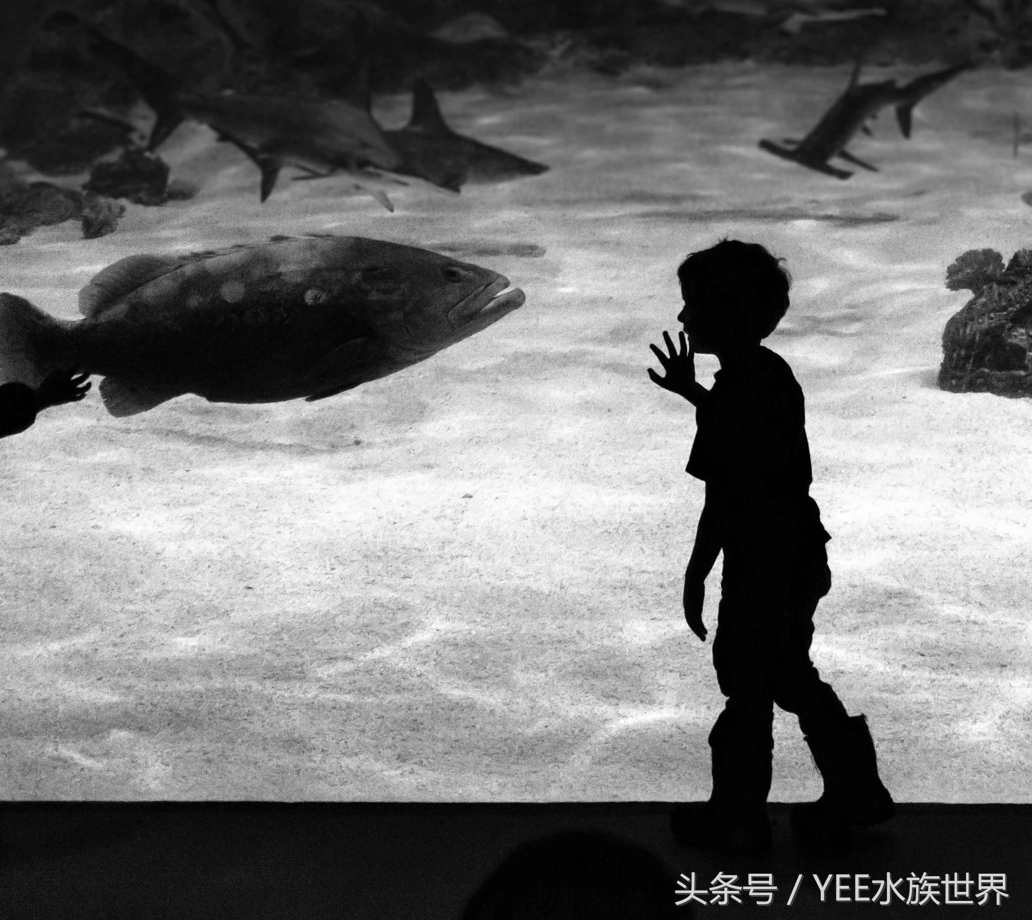 硝化系统崩溃如何正确换水,鱼缸硝化系统崩溃了怎么快速恢复