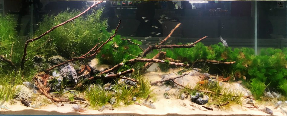 长城杯溪流造景大赛,长城杯造景大赛