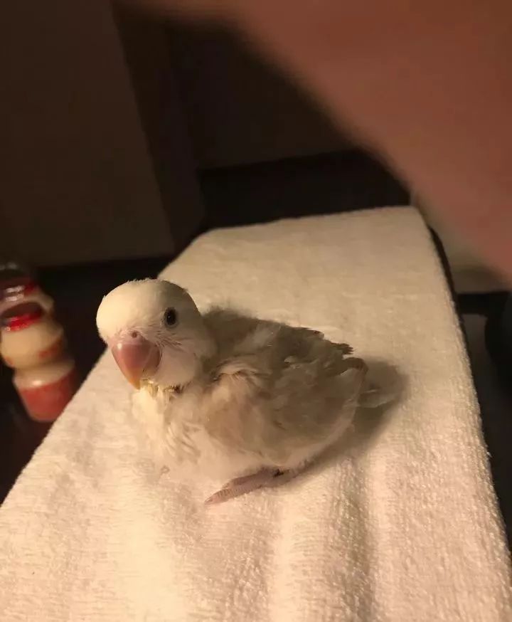 新手养的鹦鹉各优缺点,养鹦鹉少走30年弯路